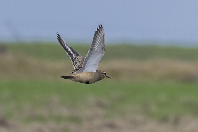 Definitive Basic Tawny-throated Dotterel (subspecies <em class="SciName notranslate">ruficollis</em>). - Tawny-throated Dotterel - 