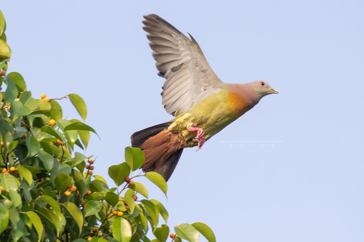 Pink-necked Green-Pigeon - ML572434781