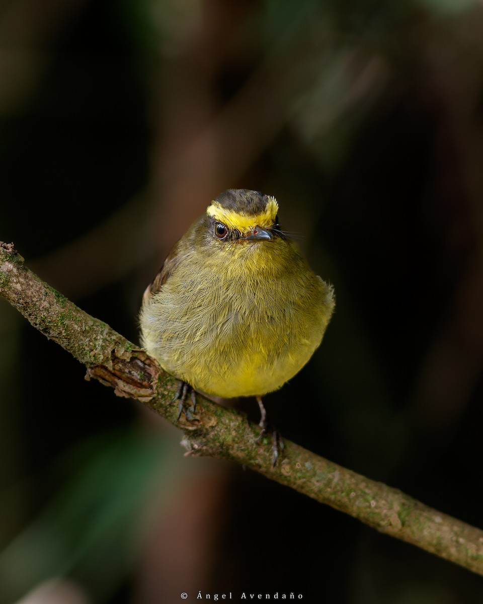 Yellow-bellied Chat-Tyrant - ML572437391