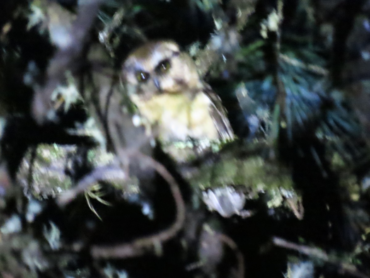 Unspotted Saw-whet Owl - ML572442051