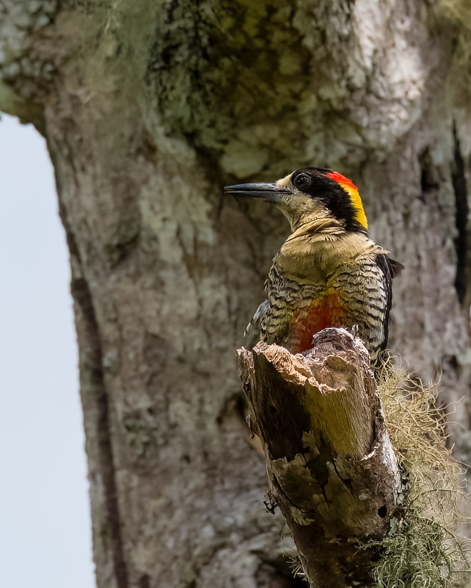 Beautiful Woodpecker - ML572445591