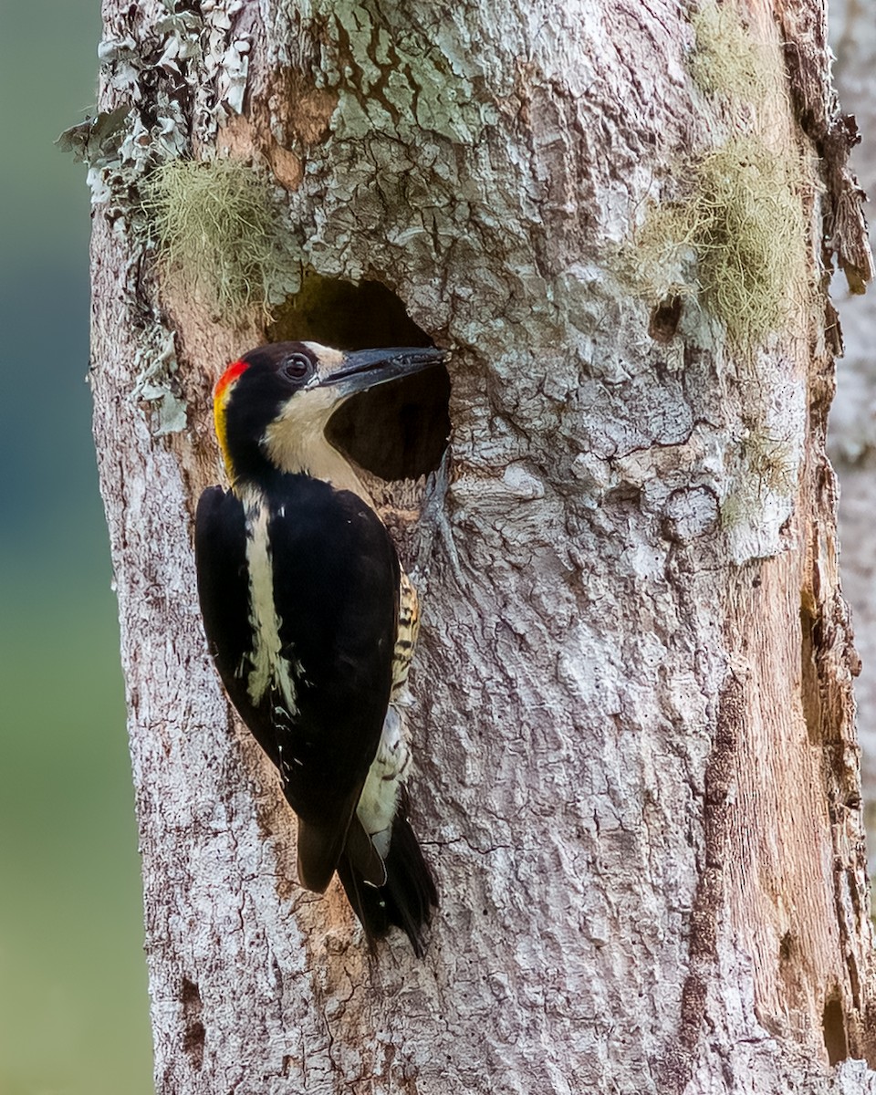 Beautiful Woodpecker - Juan Lázaro Toro Murillo