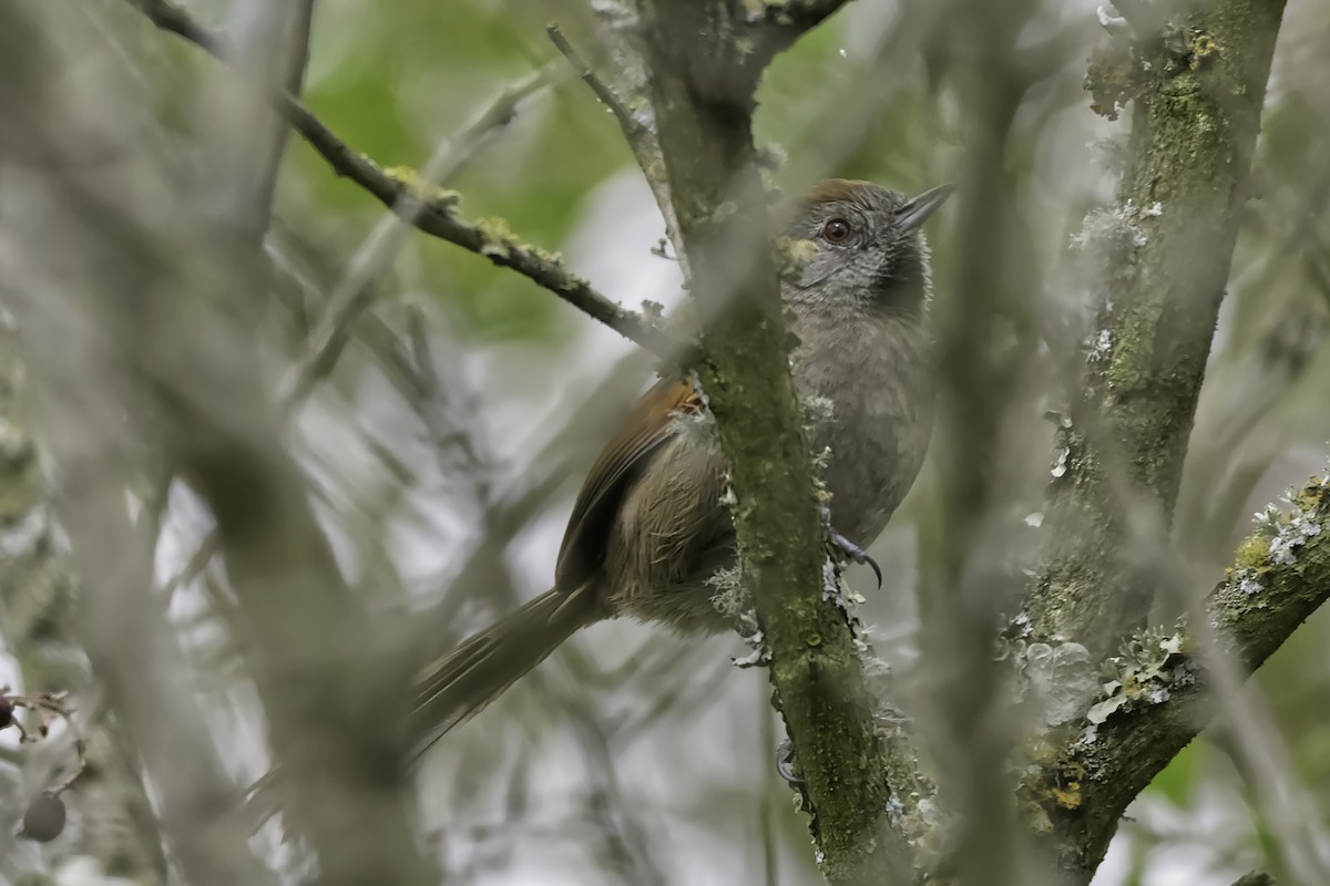 Silvery-throated Spinetail - Manuel Corradine