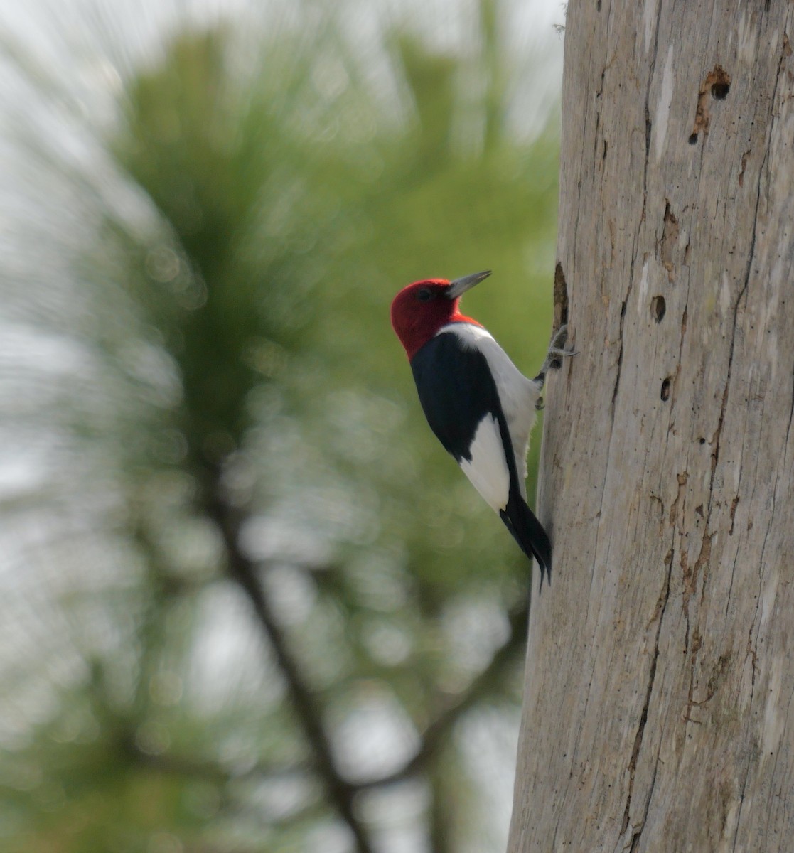 Red-headed Woodpecker - ML572448591