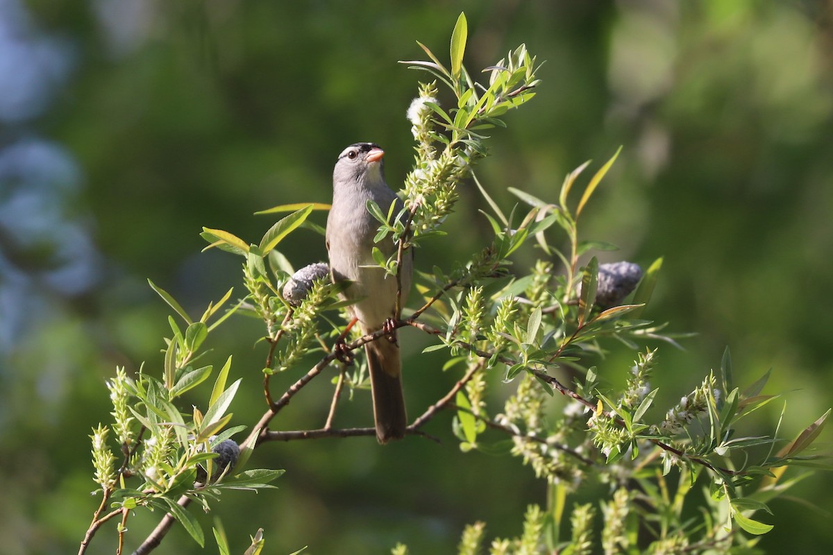 White-crowned Sparrow - ML572452821