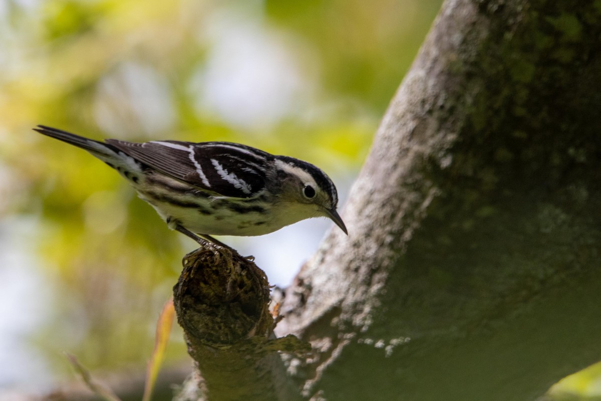 Black-and-white Warbler - ML572456751