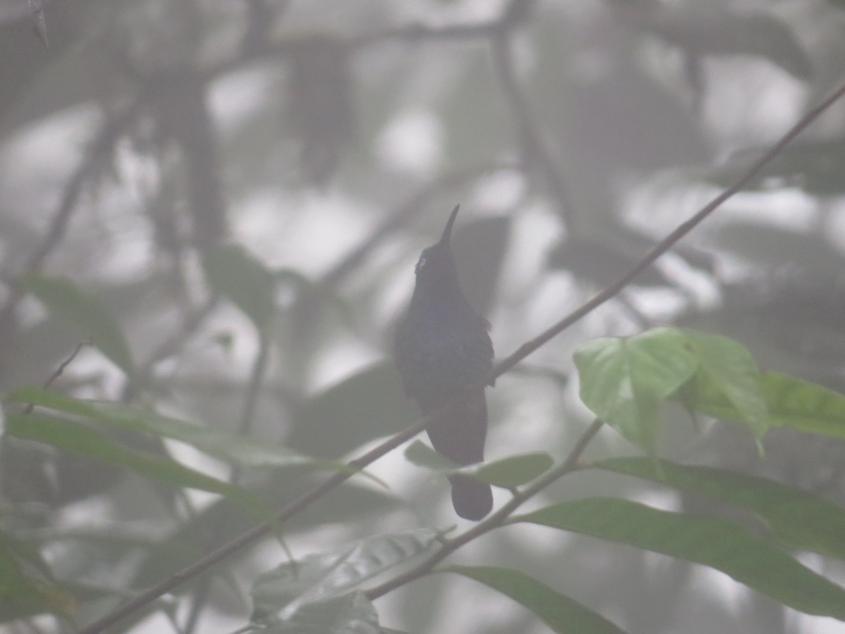 kolibřík azurovoprsý - ML572458381