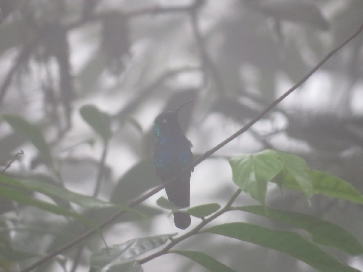 kolibřík azurovoprsý - ML572458771