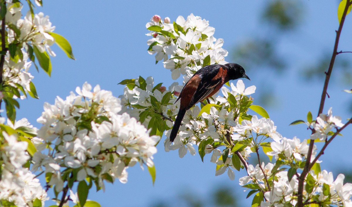 Orchard Oriole - ML572458801