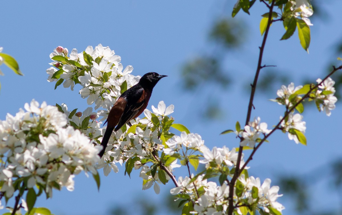 Orchard Oriole - ML572458811