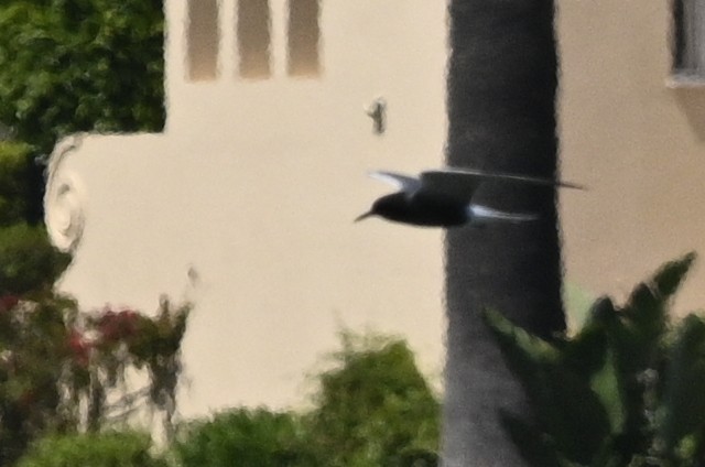 Black Tern - ML572467101