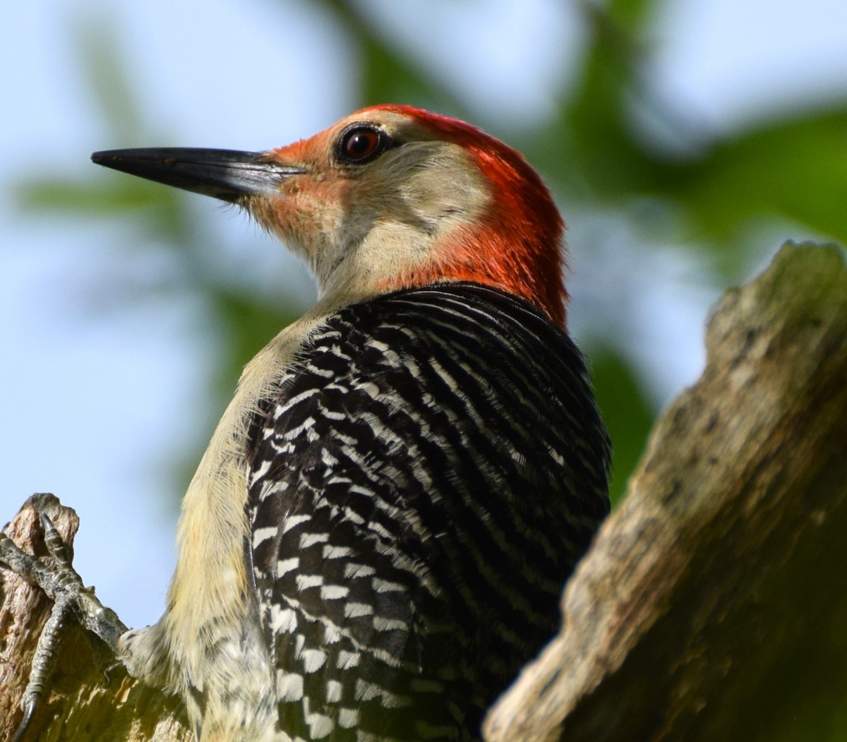 Red-bellied Woodpecker - ML572468121
