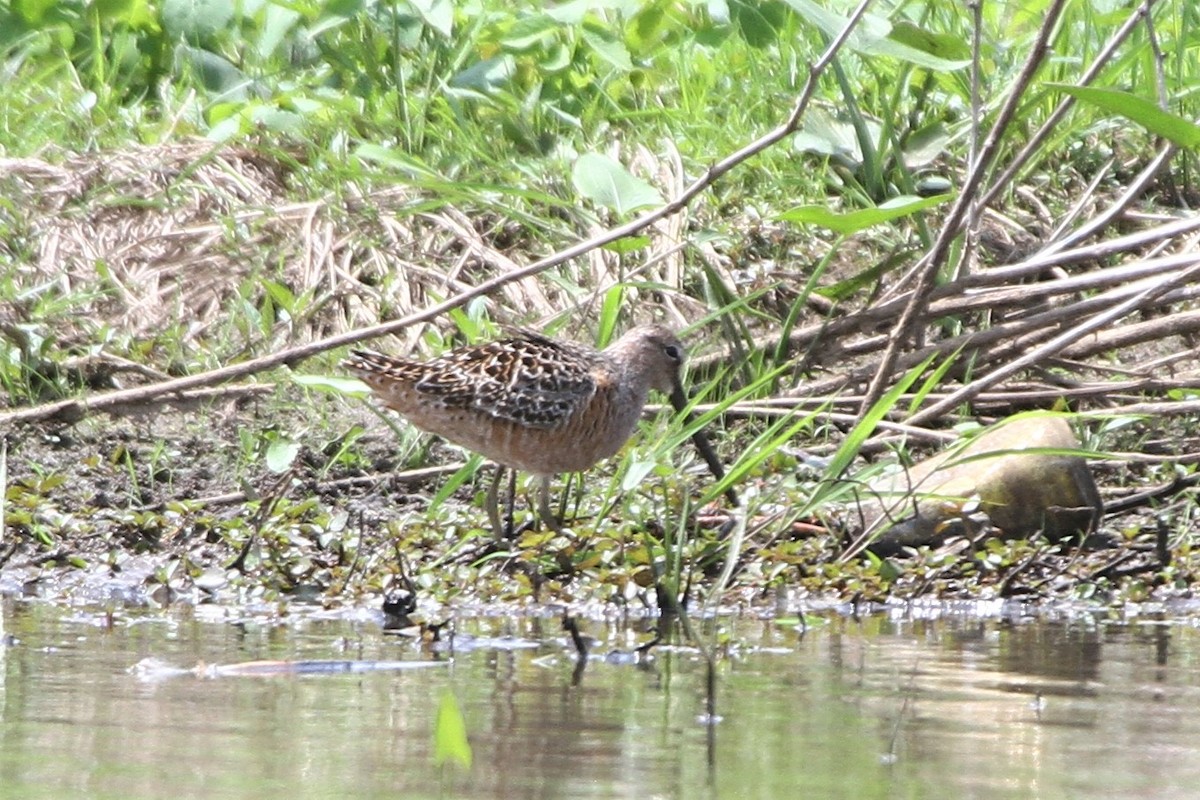 Long-billed Dowitcher - ML572468251