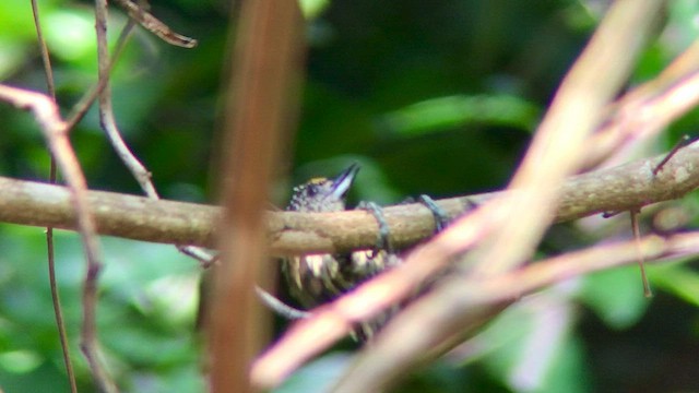 Bar-breasted Piculet - ML572469601