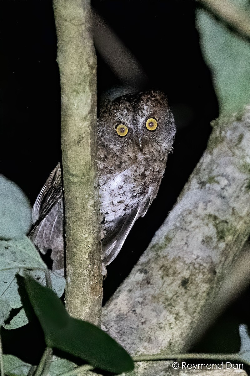 Luzon Scops-Owl - ML572478411