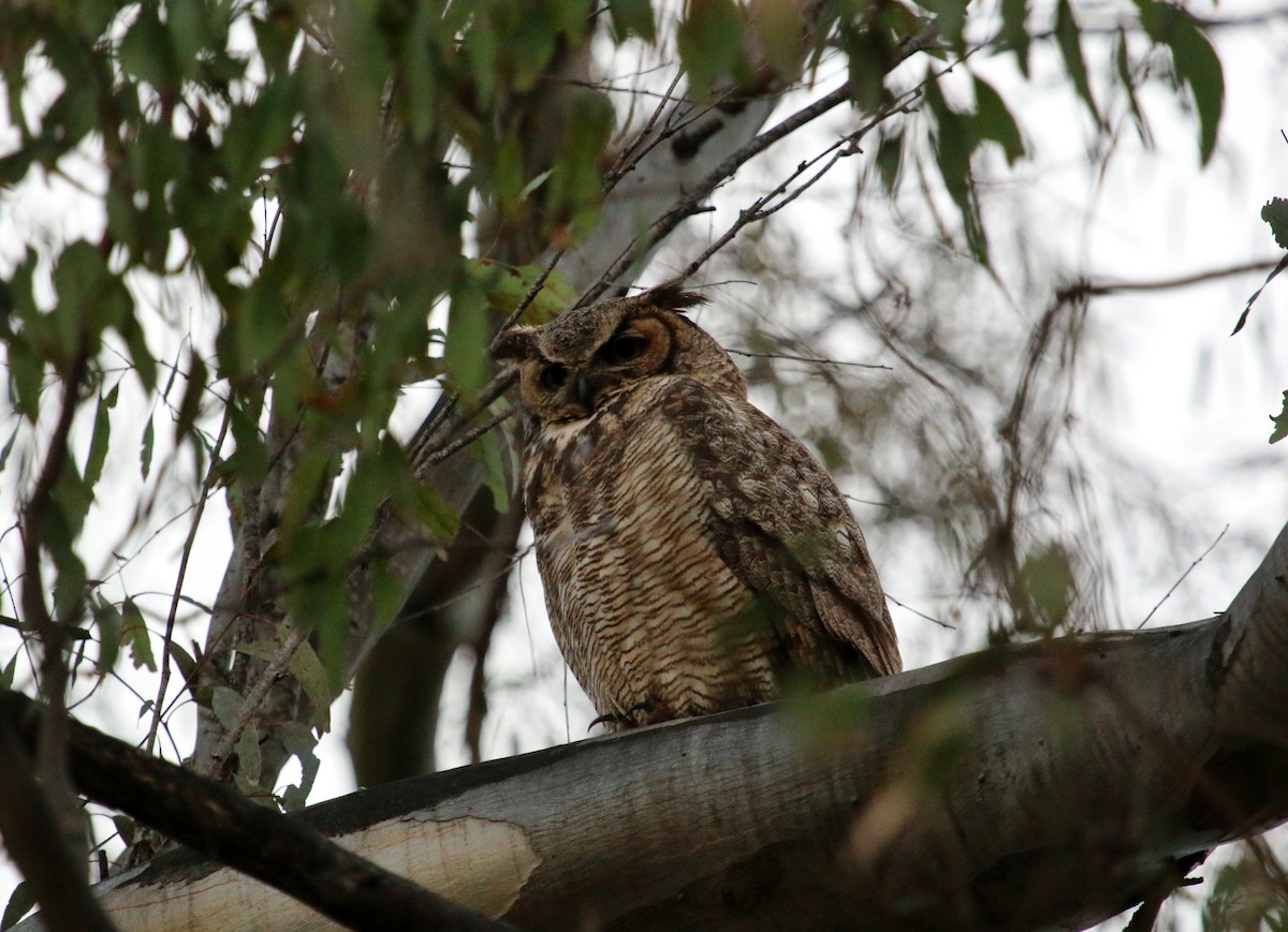 Great Horned Owl - ML57247961