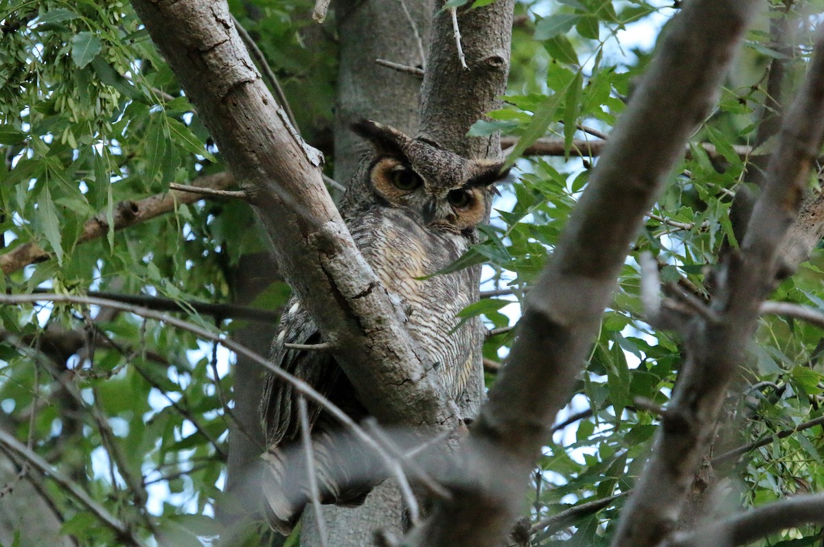 Great Horned Owl - ML57247971