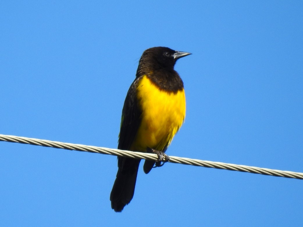 Yellow-rumped Marshbird - ML572480271