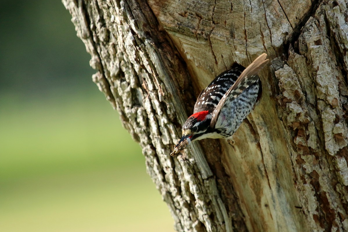 Nuttall's Woodpecker - Christine Jacobs