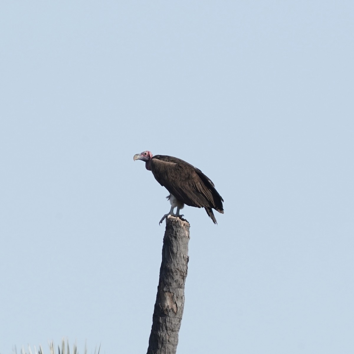 Lappet-faced Vulture - ML572482701