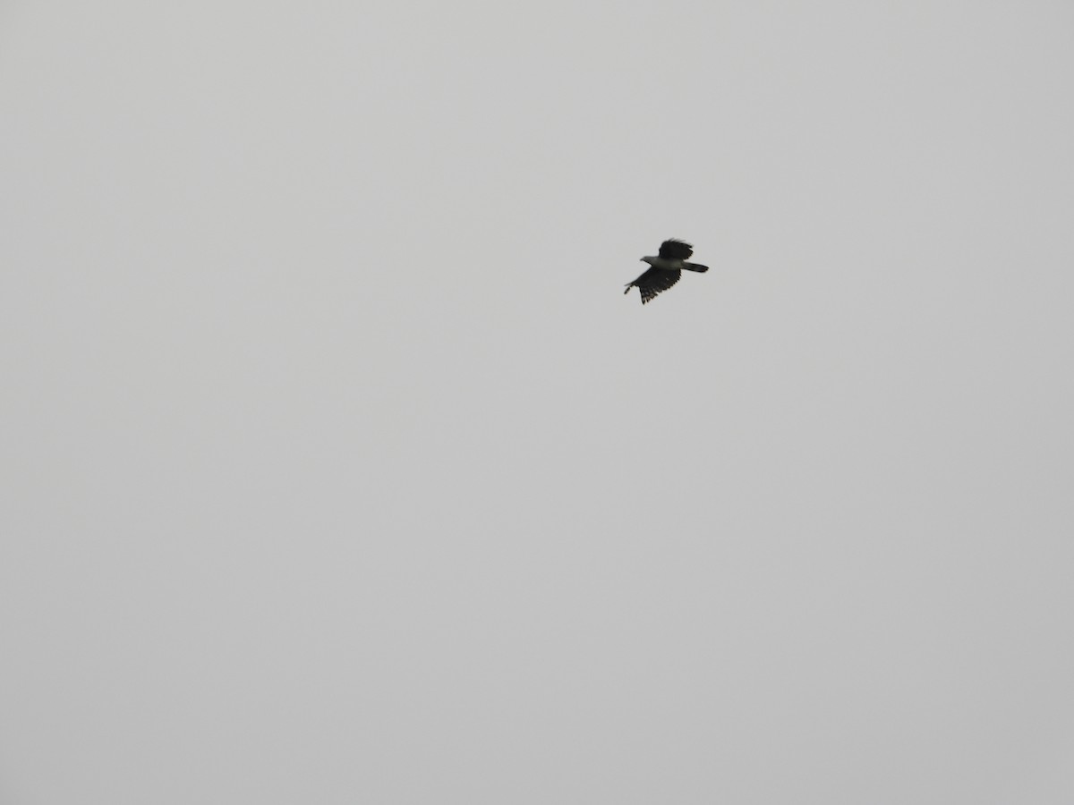 Gray-headed Kite - ML572483791