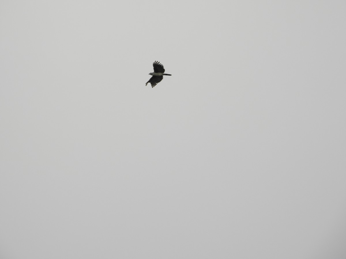 Gray-headed Kite - ML572483801