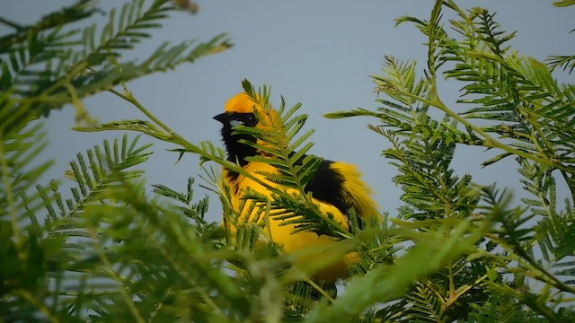 Yellow-tailed Oriole - ML572484091