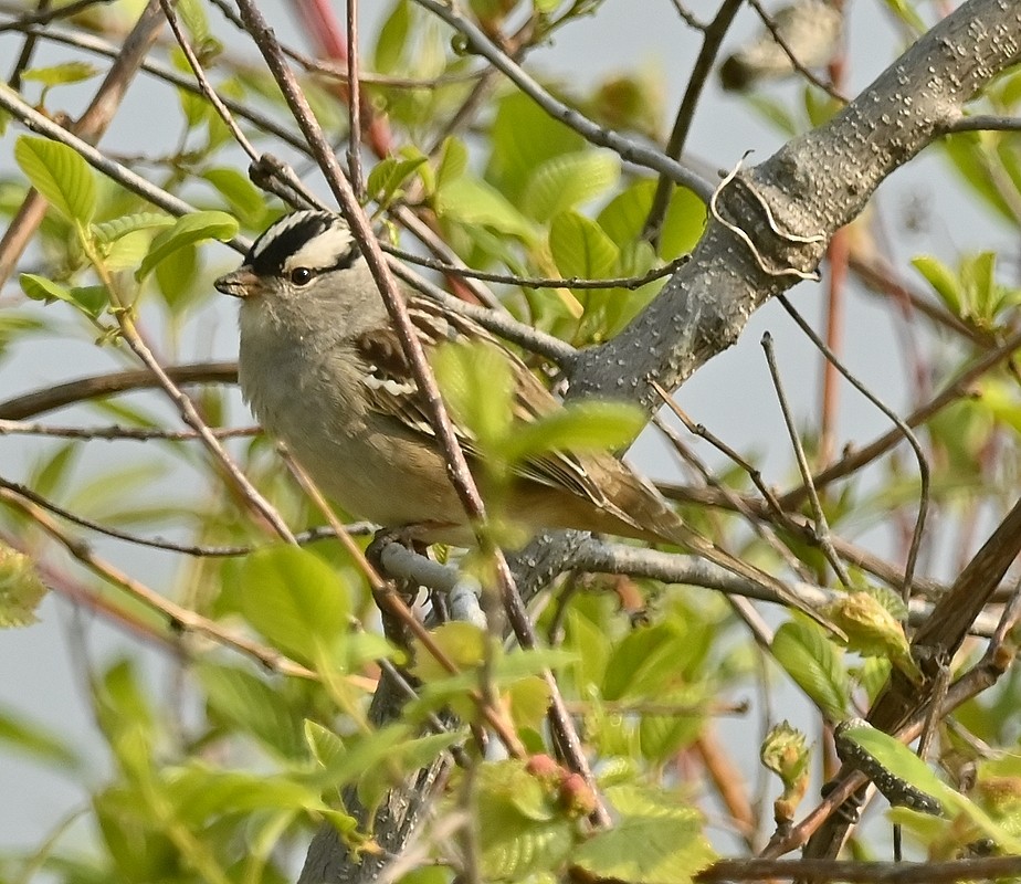 White-crowned Sparrow - ML572487491