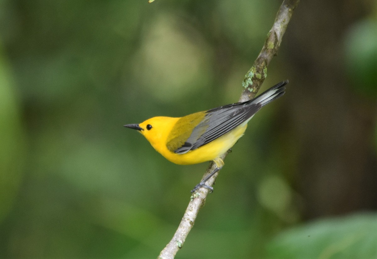 Prothonotary Warbler - ML572488741