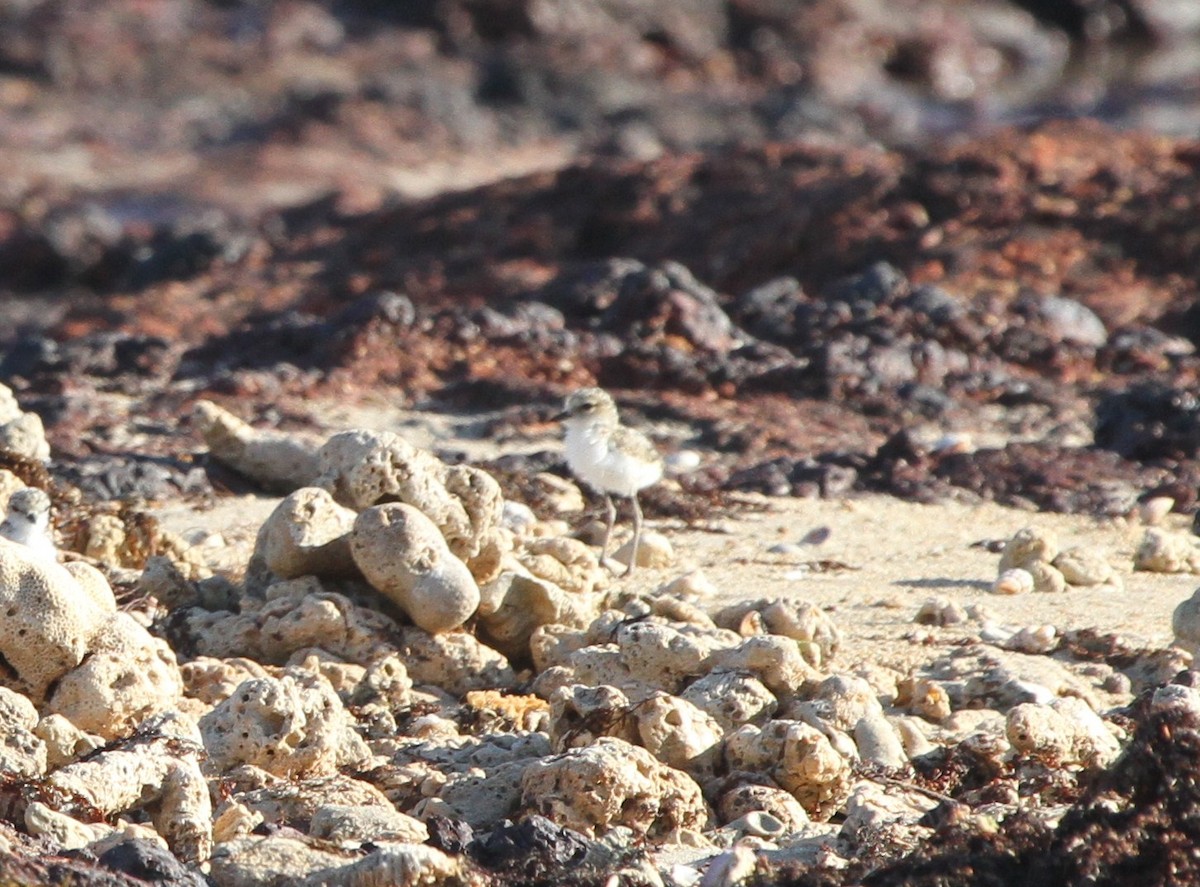 Red-capped Plover - ML57248971