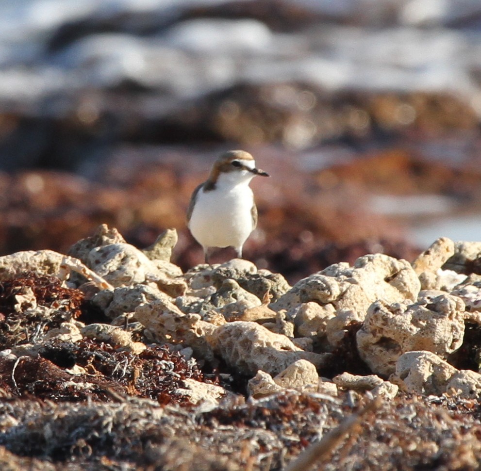 Red-capped Plover - ML57248981