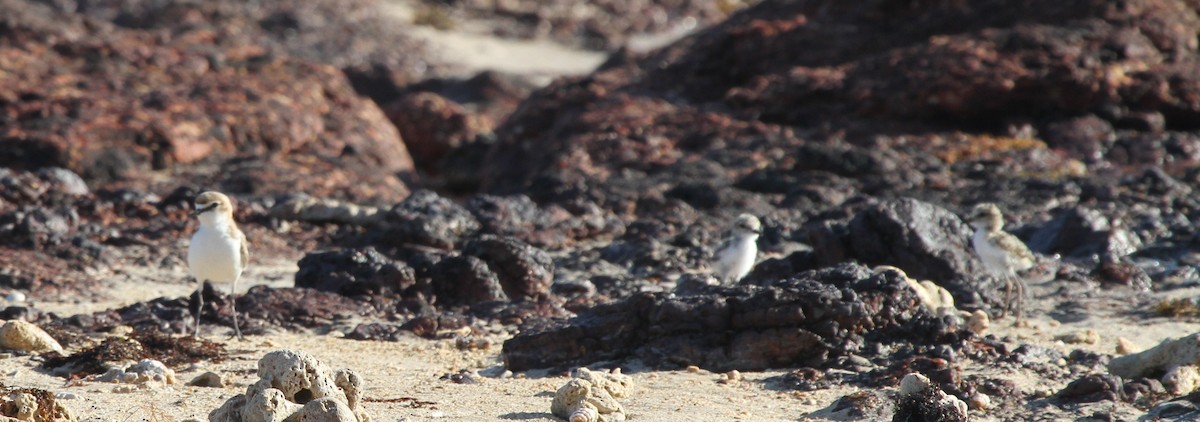 Red-capped Plover - ML57249021