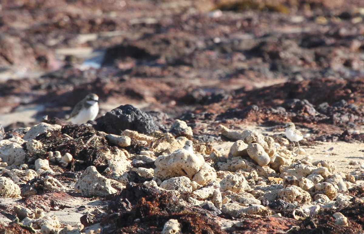 Red-capped Plover - ML57249031