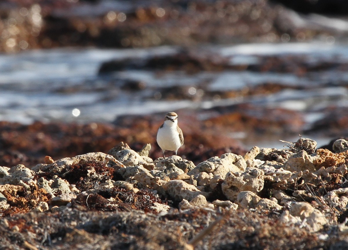 Red-capped Plover - ML57249041