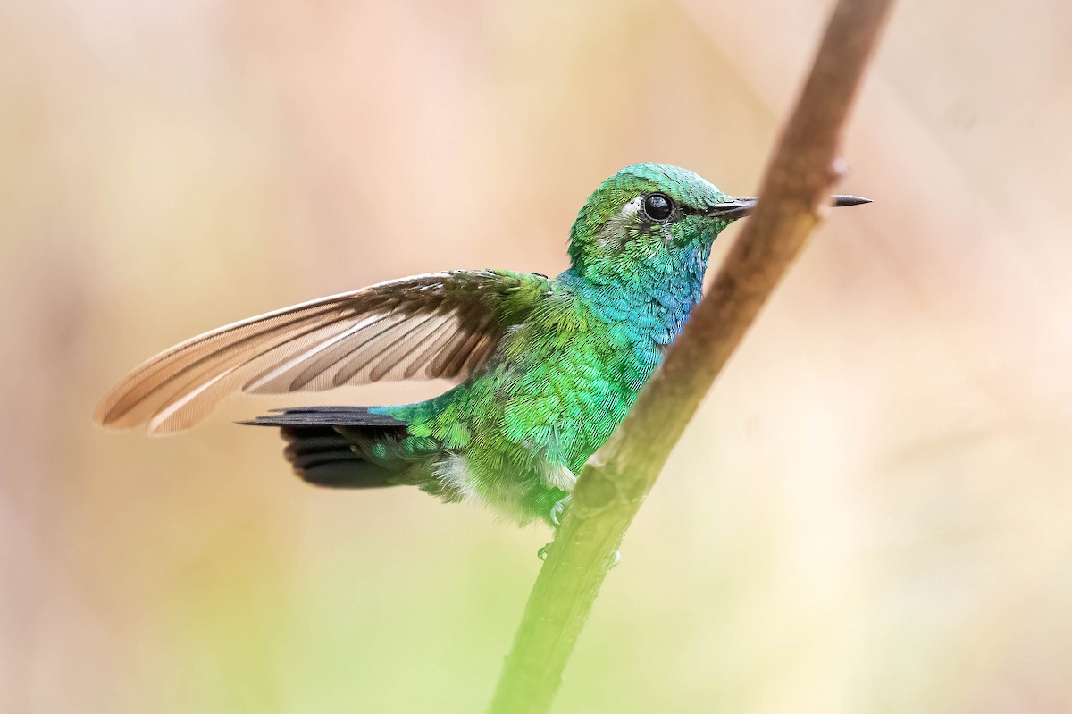 Blue-tailed Emerald - ML572490581