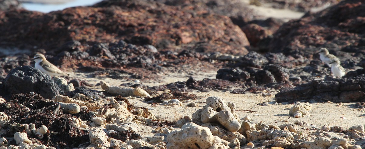 Red-capped Plover - ML57249061