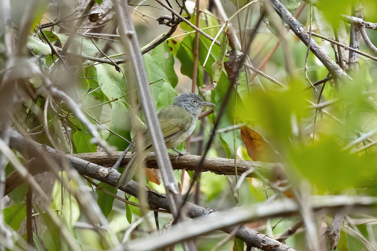 Tiny Greenbul - ML572491731