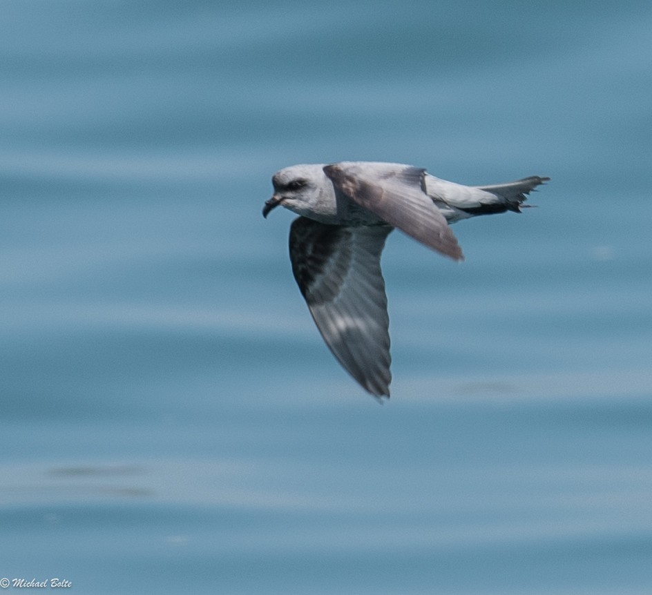 Fork-tailed Storm-Petrel - Michael Bolte
