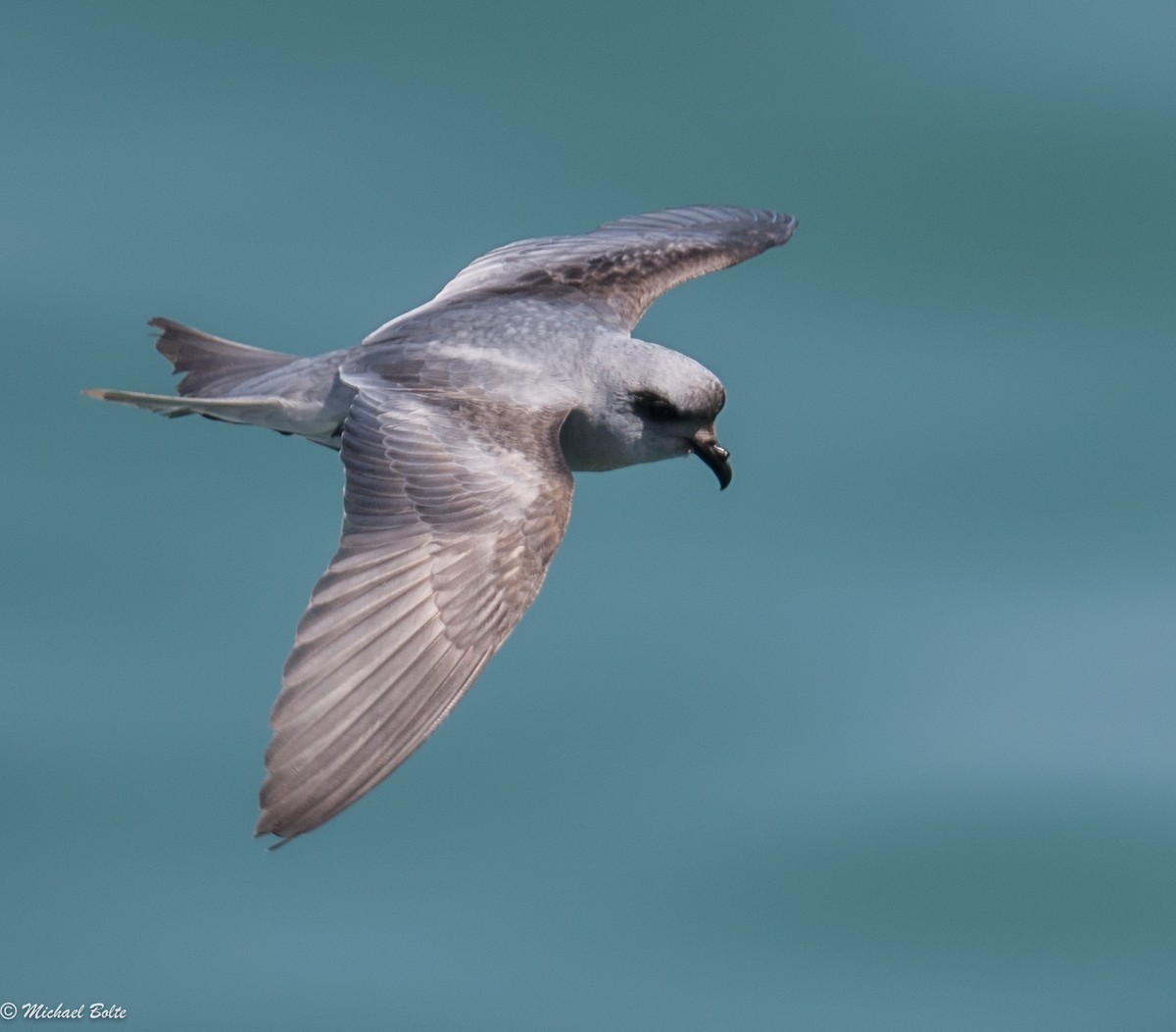 Fork-tailed Storm-Petrel - ML57249391
