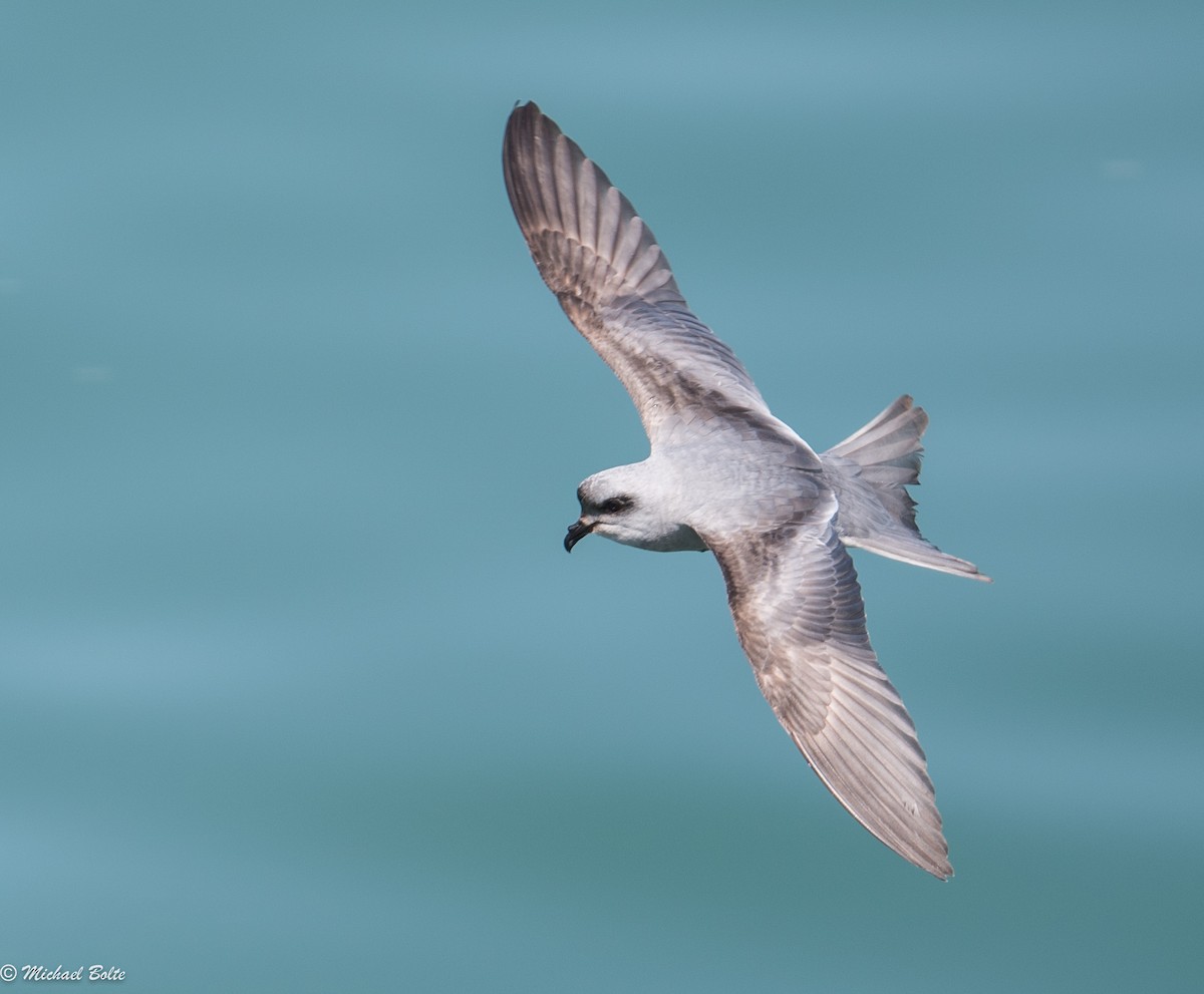 Fork-tailed Storm-Petrel - Michael Bolte