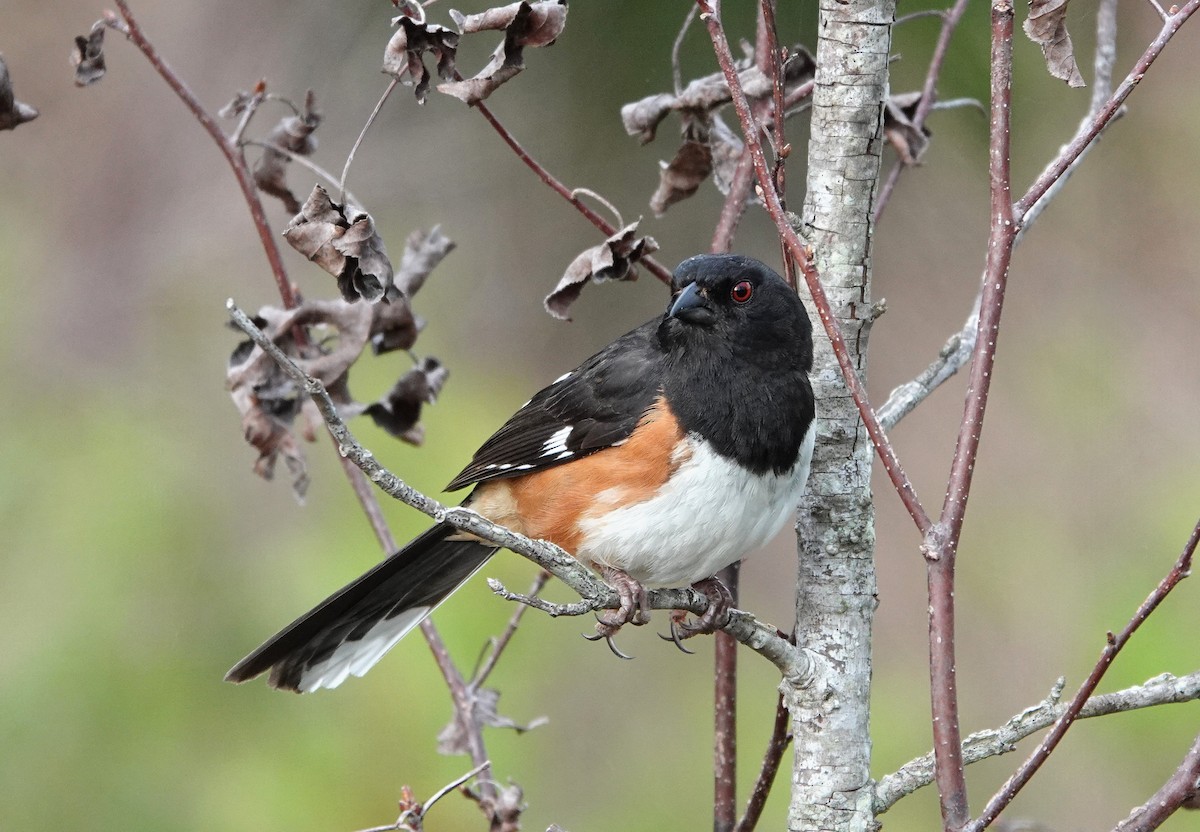 Eastern Towhee - ML572494551