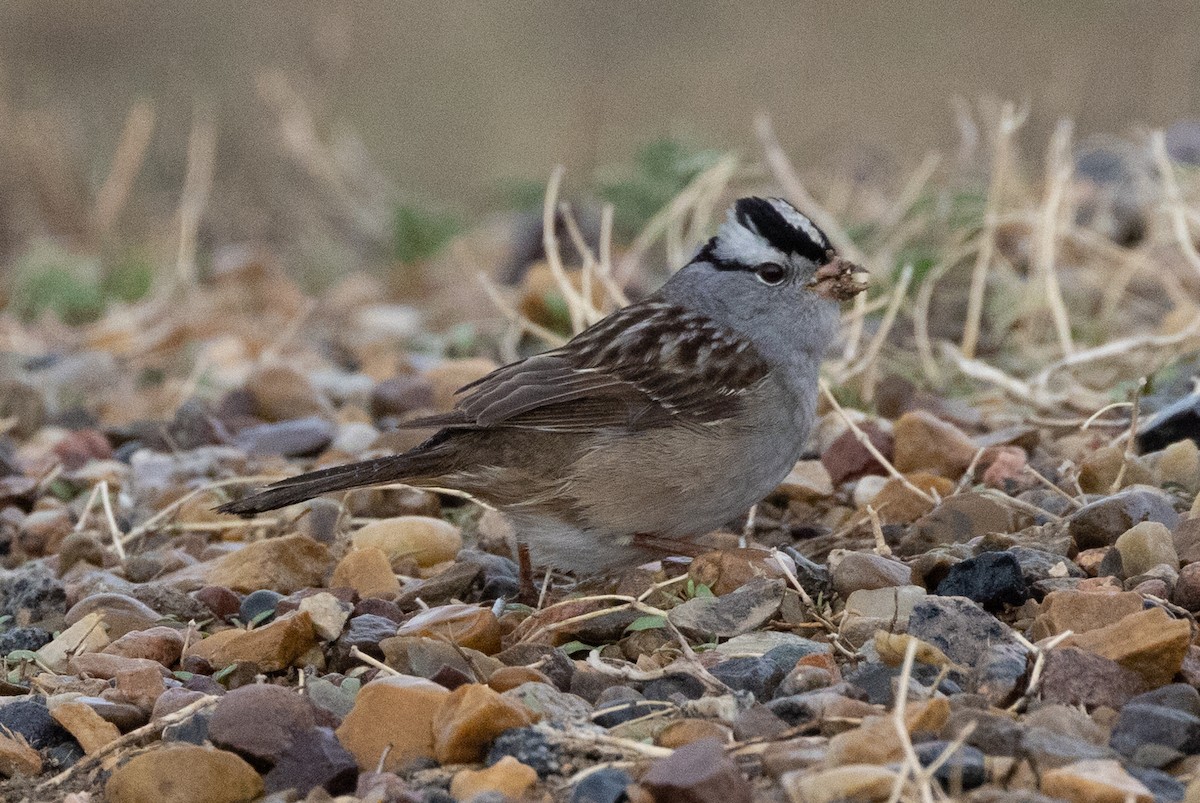 White-crowned Sparrow - ML572496301