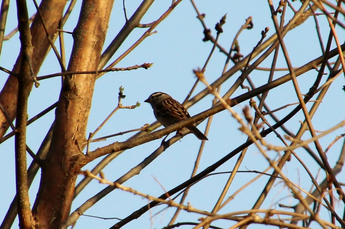 White-crowned Sparrow - Valerie Klumper