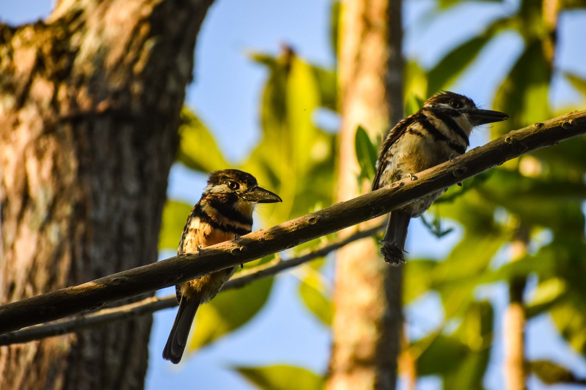 Two-banded Puffbird - ML572498871