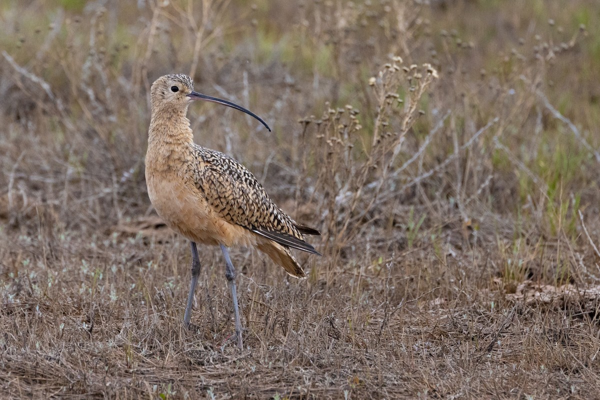 Long-billed Curlew - ML572501231