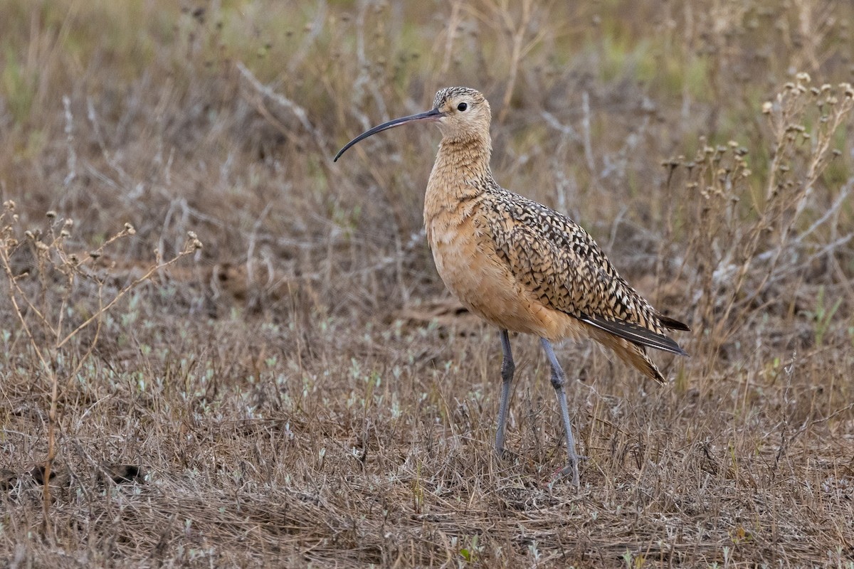 Long-billed Curlew - ML572501271