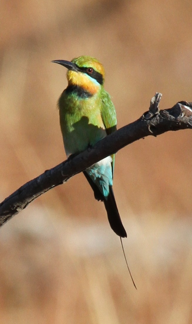 Rainbow Bee-eater - ML57250321