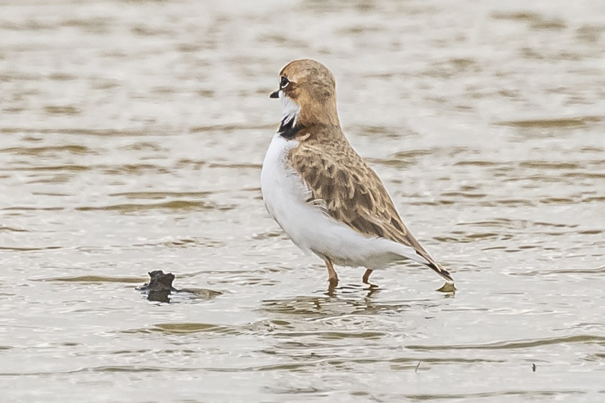 Collared Plover - ML572504731