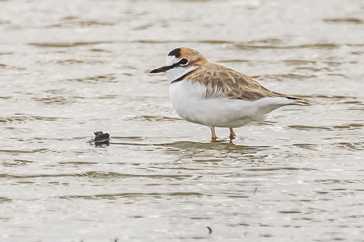 Collared Plover - ML572504741
