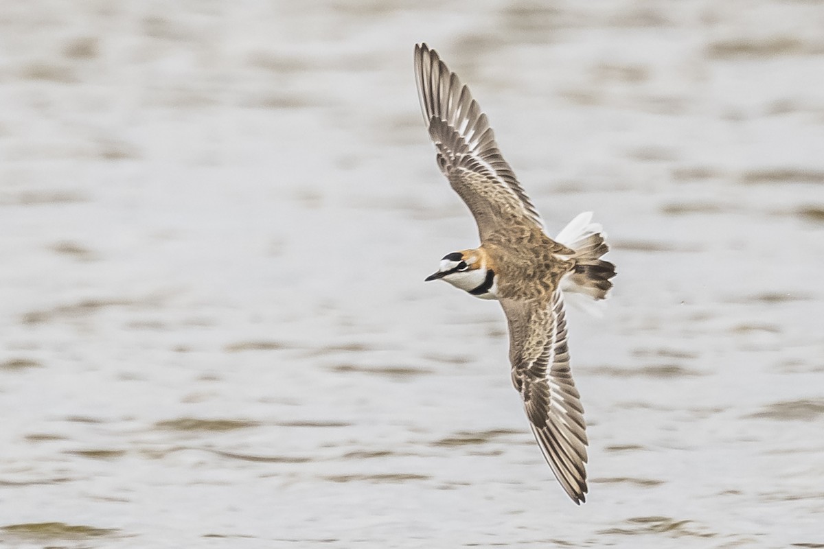 Collared Plover - ML572505861